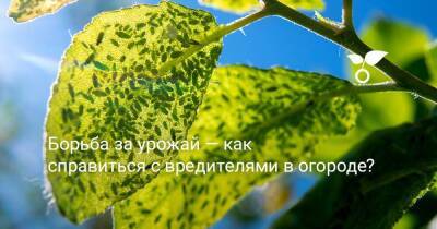 Борьба за урожай — как справиться с вредителями в огороде? - sadogorod.club - Виноград