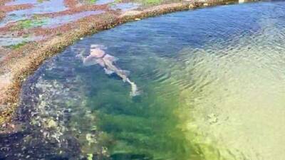 В популярном австралийском бассейне заметили акулу - chert-poberi.ru - Австралия