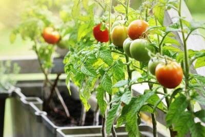 10 ошибок начинающих огородников при выращивании томатов в контейнерах - sadogorod.club