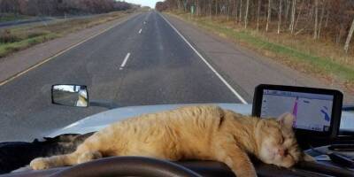 Кошка как лучший друг и компаньон водителя-дальнобойщика: почему нет? - mur.tv
