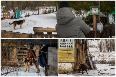 Какая обстановка в деревне Боратин, где минчанка держала в заточении больше сотни собак - porosenka.net