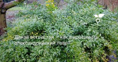 Даная ветвистая — как выращивать александрийский лавр? - sadogorod.club - Греция - Иран - Турция - Сирия