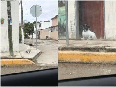 Прохожий увидел пса – тот стоял возле интересного рисунка - mur.tv - Мексика