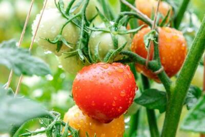 Лучшие сорта томатов для холодного и сырого лета - sadogorod.club