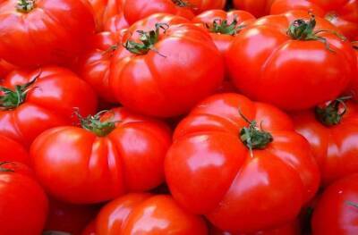 Светлана Протас - 2 сорта томатов, которые в холодное и сырое лето плодоносят как бешеные - sadogorod.club