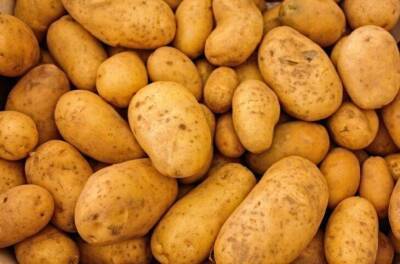 Светлана Протас - Как вырастить картофель в 2 раза крупнее и вкуснее, чем у соседа: хитрости для богатого урожая - sadogorod.club