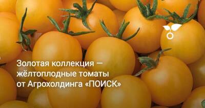 Золотая коллекция — жёлтоплодные томаты от Агрохолдинга «ПОИСК» - sadogorod.club