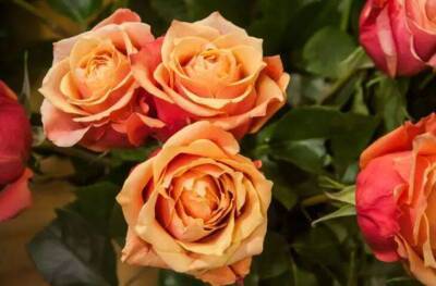 Елен Гутыро - Как сохранить розы в вазе намного дольше: полезный совет тем, кто любит получать цветы без повода - lifehelper.one