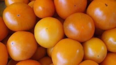 Светлана Протас - 2 сорта томатов, которым нипочём капризы погоды: их ценят за урожайность все фермеры - sadogorod.club