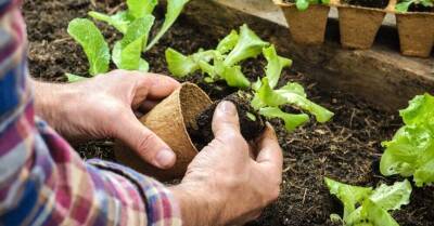 Советует эксперт: Весенние овощи и травы, которые можно посадить в теплице уже в марте - sadogorod.club