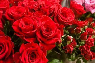Светлана Протас - 3 тонкости ухода за розами весной, чтобы весь сезон наслаждаться их шикарным цветением - sadogorod.club