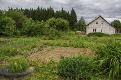Елен Гутыро - Запаситесь сосновыми шишками и хвойным опадом – тройная польза в саду и на огороде - sadogorod.club