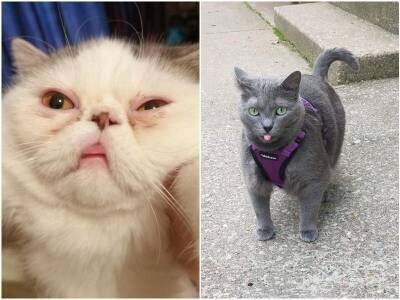 20 дурашливых котов, которые рассмешили хозяев до слёз - mur.tv
