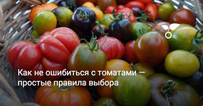 Как не ошибиться с томатами — простые правила выбора - sadogorod.club