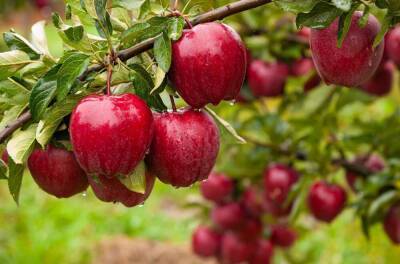 5 дел, которые позволят увеличить урожай яблок вдвое - sadogorod.club