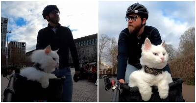 Кот без страха катается на велосипеде с хозяином - mur.tv - Лондон