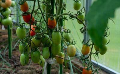 Светлана Протас - 2 сорта томатов, которые растут на кустах огромными гроздьями: завалят урожаем - sadogorod.club