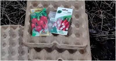 Супер способ выращивания редиса в картонных лотках от яиц - lifehelper.one