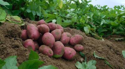 Расшифрован геном картофеля - sadogorod.club - Китай