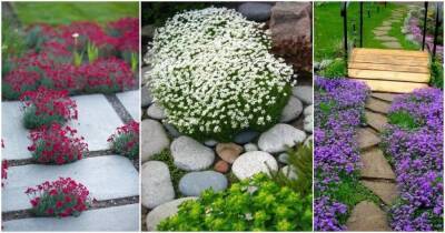 Восхитительные почвопокровные растения для создания особой атмосферы в саду - lifehelper.one