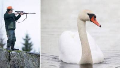 Кардинальное решение: двух глупых лебедей, не соблюдающих ПДД на шведской автотрассе, - пристрелили - porosenka.net - Швеция