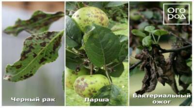 Черные точки на листьях и плодах яблони: почему появляются, способы борьбы с заболеванием - sadogorod.club