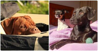Почему собаки любят лежать на солнце – и не опасно ли это - mur.tv