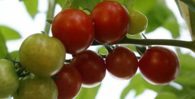 Классификация сортов томатов по технологии выращивания и поражаемости их фитофторозом - sadogorod.club