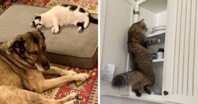16 фото, которые показывают, что строгие правила и хорошие манеры существуют для всех, кроме котов - mur.tv