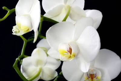 Елен Гутыро - Как заставить капризную орхидею выпустить новые цветоносы: простое средство для сочных листьев и пышного цветения - sadogorod.club