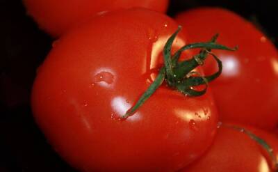 Светлана Протас - 3 лучших сорта томатов, которым можно доверять на 100%: дают богатые урожаи без перебоев - sadogorod.club