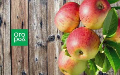 Самые урожайные сорта яблонь: 11 вариантов для посадки этой весной - sadogorod.club