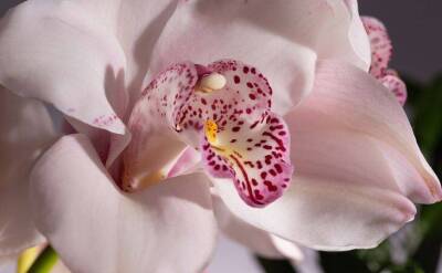 Светлана Протас - Наращиваем корни орхидеи с помощью обычной ваты: простой способ - sadogorod.club