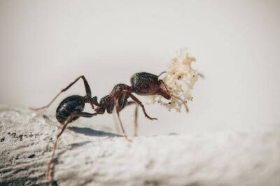 Игорь Зур - Что делать, если в доме завелись муравьи: народная хитрость против насекомых - lifehelper.one