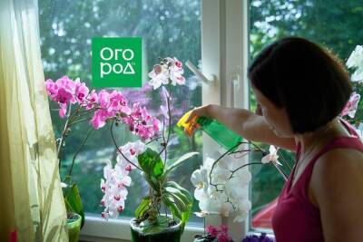 Три секретные подкормки для орхидей, которые точно работают - sadogorod.club