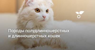Породы полудлинношерстных кошек - sadogorod.club