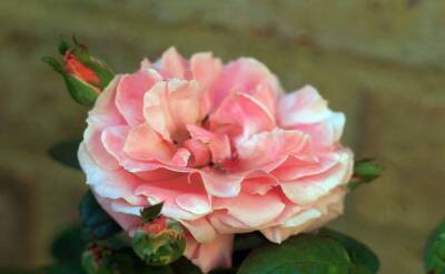 Светлана Протас - Одну из этих роз стоит посадить на клумбе: 2 сорта, от которых глаз не оторвать - sadogorod.club