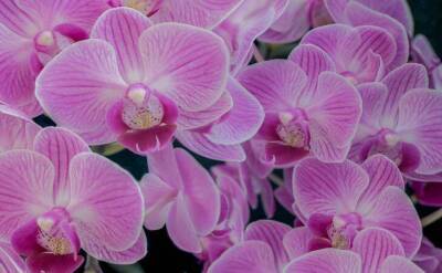 Светлана Протас - Для обильного цветения орхидеи поможет хитрость с лимоном - sadogorod.club