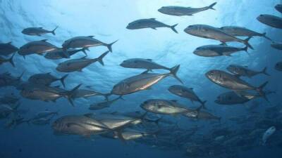 9 видов рыбы, которые лучше не употреблять - lifehelper.one