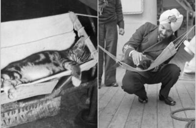 12 очаровательных снимков, когда кошки служили в ВМФ и плавали в море - porosenka.net - Англия