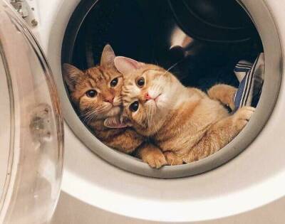 20 фотографий, на которых котики ведут себя слишком мило - lifehelper.one