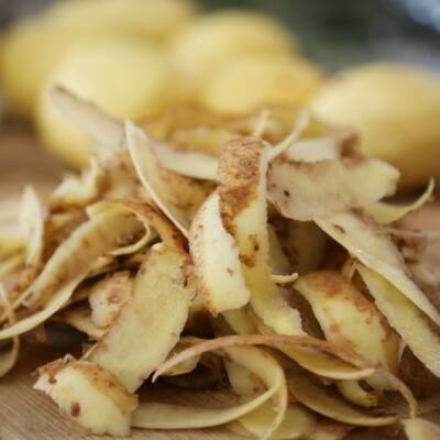 Если хотите много смородины, то сушите картофельные очистки - polsov.com
