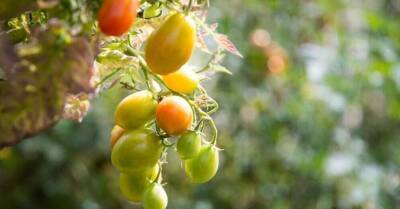 Селекционер рекомендует: новые необычные сорта томатов, которые стоит вырастить этим летом - sadogorod.club - Латвия