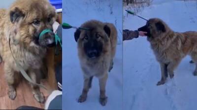 Волонтёры в Улан-Удэ спасли собаку со стрелой в голове - porosenka.net - Улан-Удэ
