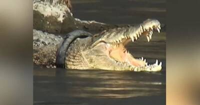 Храбрый мужчина поймал и спас крокодила, который жил с шиной вокруг шеи уже 6 лет - cpykami.ru - Австралия - Индонезия