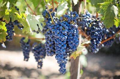 Как увеличить урожайность винограда, регулируя у куста побеги и глазки - sadogorod.club