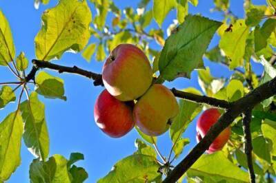 Почему яблони плодоносят не каждый год: ошибки, которые допускают дачники - sadogorod.club