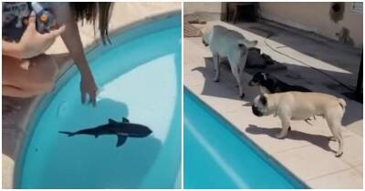 Реакция собак на игрушечную акулу - mur.tv