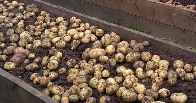 С маленькой грядки 4 кв. м. легко собрать 12 ведер картофеля. Правильная технология посадки и подготовка картофеля - lifehelper.one