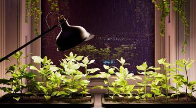 Выбираем умные лампы для досветки рассады и комнатных растений - sadogorod.club - Москва